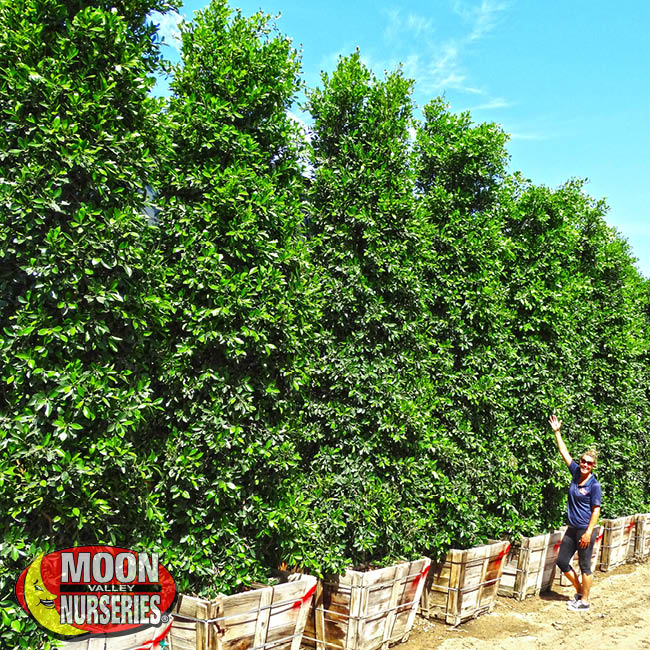 Best Privacy Hedges to Plant in California During Fall